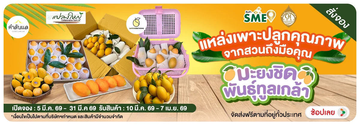 Hero-NON- มะยงชิดพันธุ์ทูลเกล้(11) 05.03.2026-01.04.2026 H12