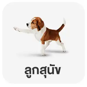 ลูกสุนัข