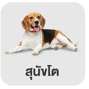 สุนัขโต